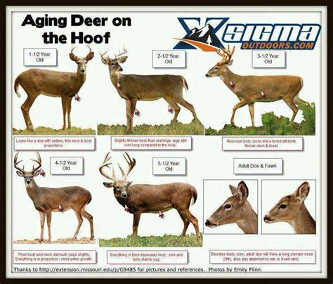 Deer Ageing Chart