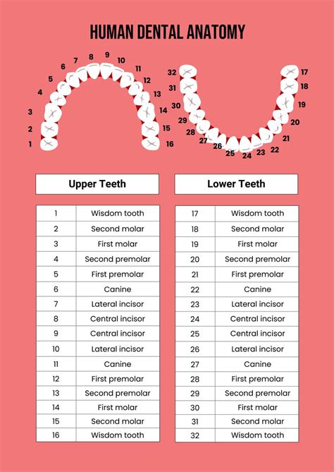 Dental Chart Template