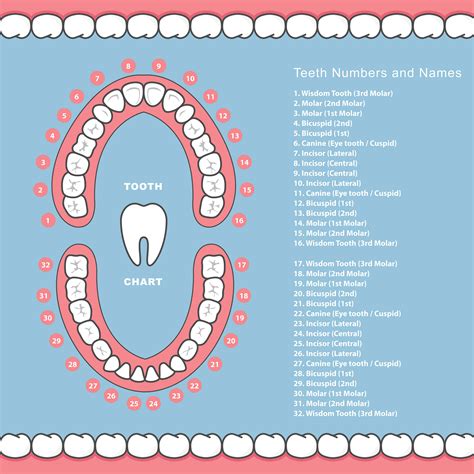 Dentist Tooth Numbers Chart