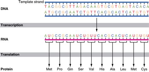 Differentiate Between Template And Coding Strand