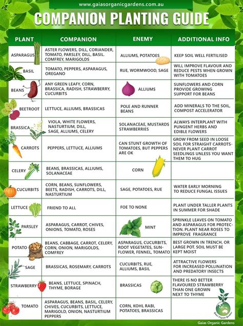 Dill Companion Planting Chart