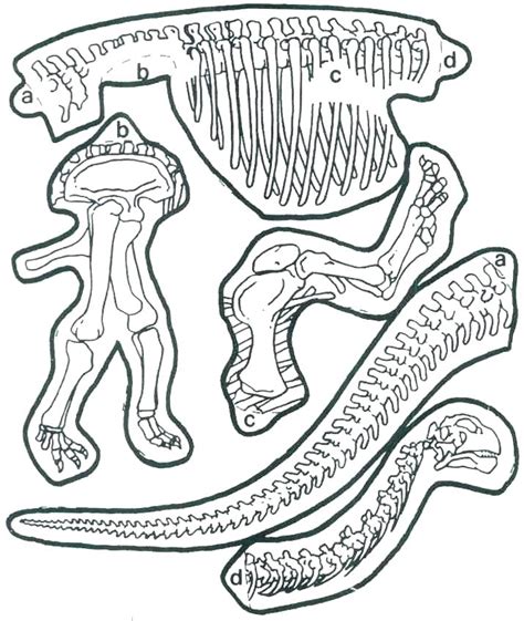 Dinosaur Fossils Printables