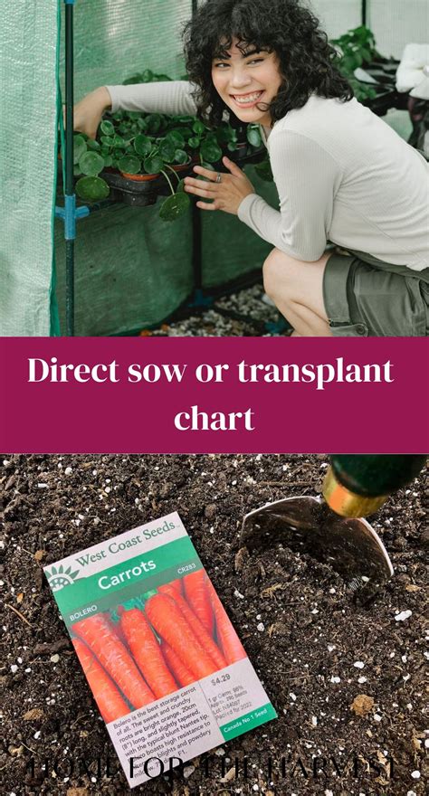 Direct Sow Or Transplant Chart