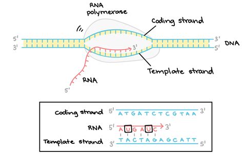 Dna Coding Strand And Template Strand
