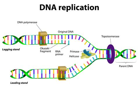 Dna Replication Does Not Require A Template