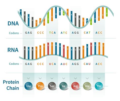 Dna Sequence Chart