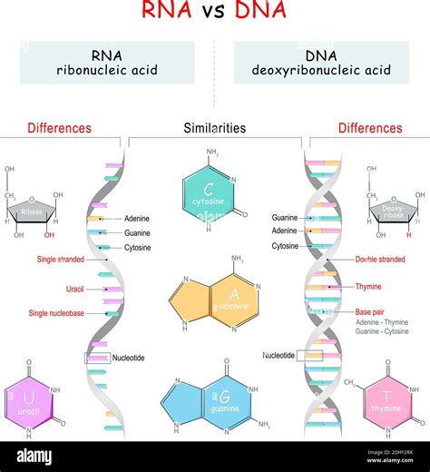 Dna Vs Rna Chart