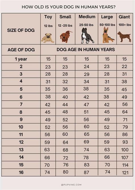 Dog Age Chart Human Years