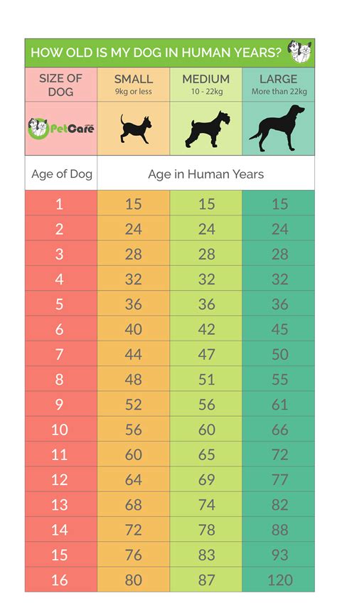 Dog Age Chart In Months