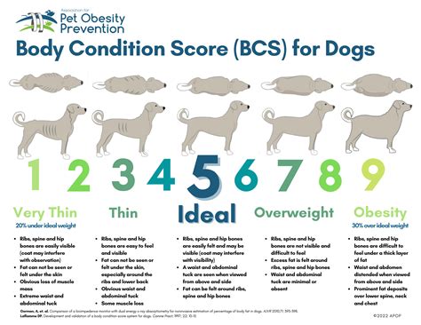 Dog Bcs Chart