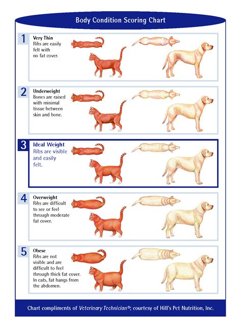 Dog Body Condition Scoring Chart