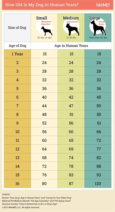 Dogs Age Human Years Chart