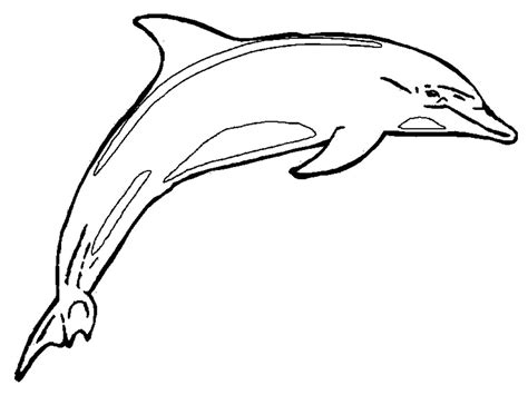 Dolphin Printable Coloring Pages