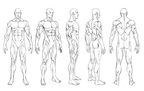 Drawing Body Template