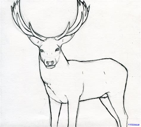 Drawing Of A Stag