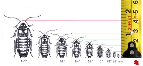 Dubia Roach Size Chart