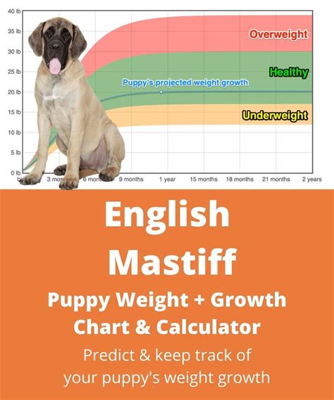 English Mastiff Weight Chart