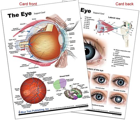 Eye Anatomical Chart