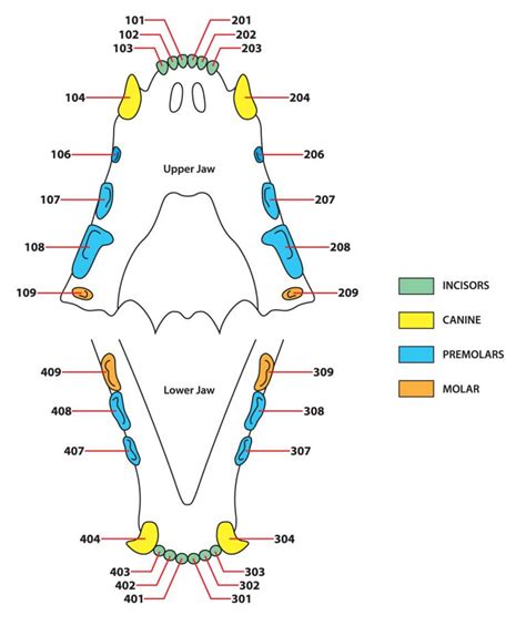 Feline Teeth Chart