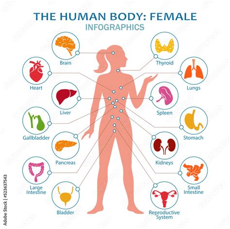 Female Body Anatomy Chart