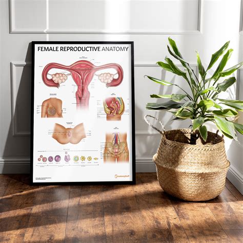 Female Reproductive System Chart