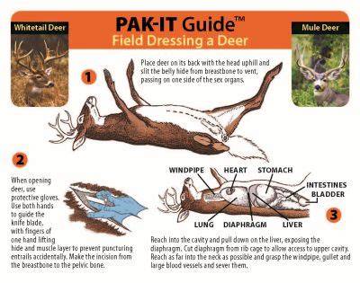 Field Dressing A Deer Step By Step Printable
