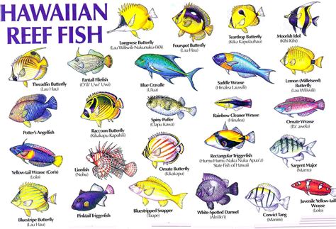 Fish Of Hawaii Chart
