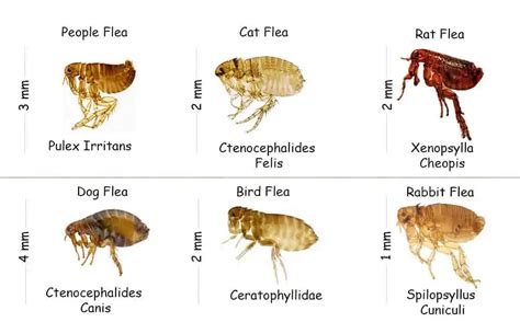 Flea Identification Chart