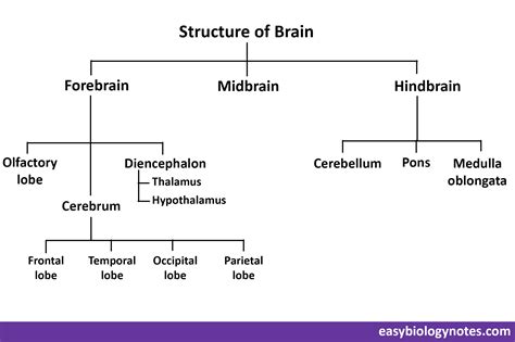Flow Chart Of Brain Parts And Functions