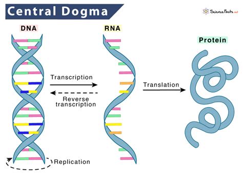 Flow Chart Of Central Dogma