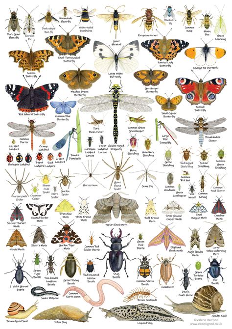 Flying Bug Identification Chart