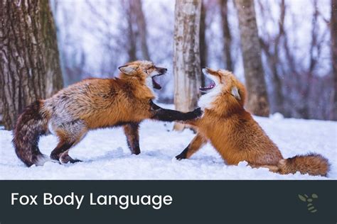 Fox Body Language Chart