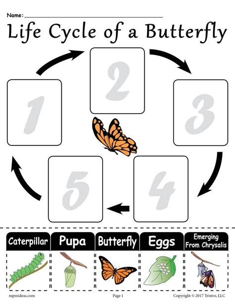Free Printable Life Cycle Of A Butterfly Worksheet