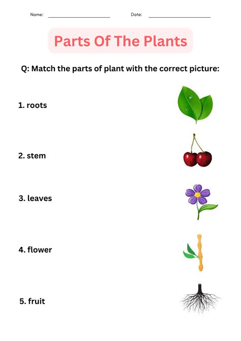 Free Printable Plant Worksheets For Kindergarten