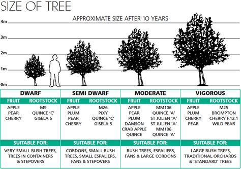 Fruit Tree Size Chart