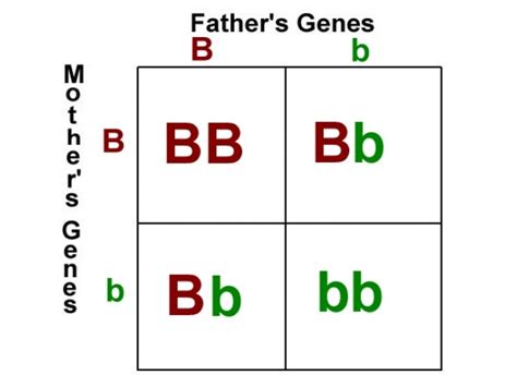 Genetic Square Chart