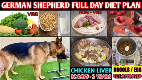 German Shepherd Diet Chart