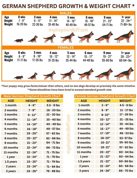 German Shepherd Growth Chart Pictures