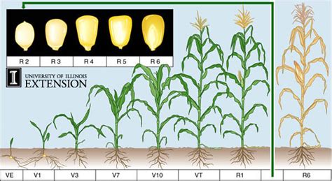 Growth Stages Of Corn Chart