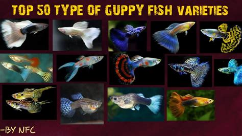 Guppy Breeds Chart
