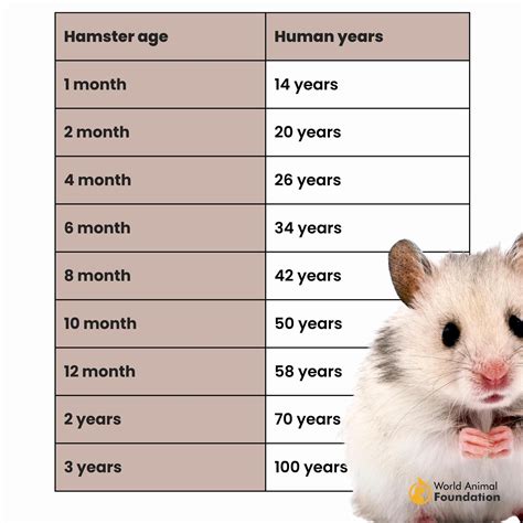 Hamster Age Chart
