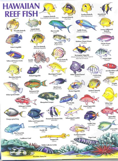 Hawaiian Reef Fish Chart