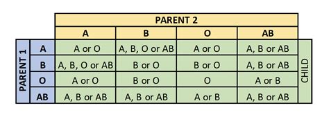 Hereditary Blood Type Chart