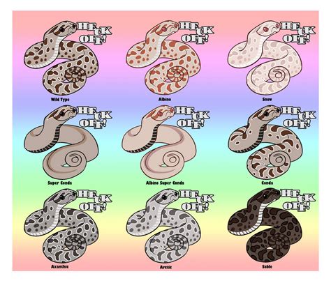 Hognose Morphs Chart