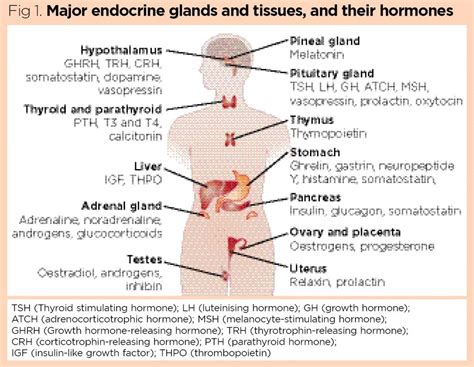 Hormones And Glands Chart