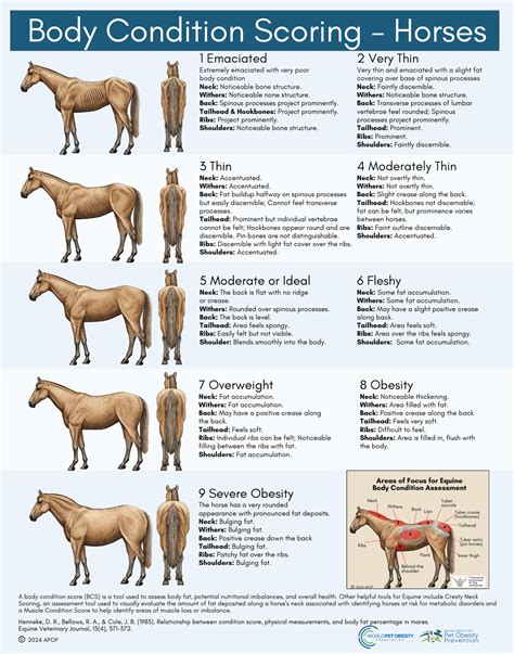 Horse Body Condition Score Chart
