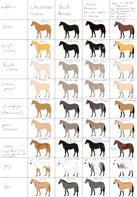 Horse Color Chart For Breeding