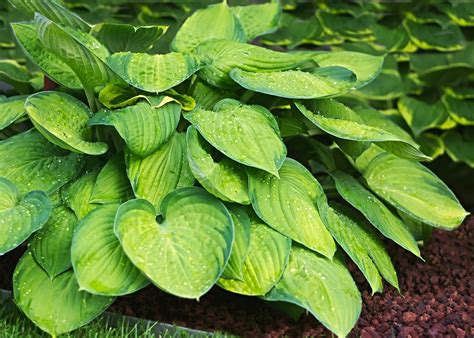 Hostas_request A Free Fall 2012 Catalog_sitelink