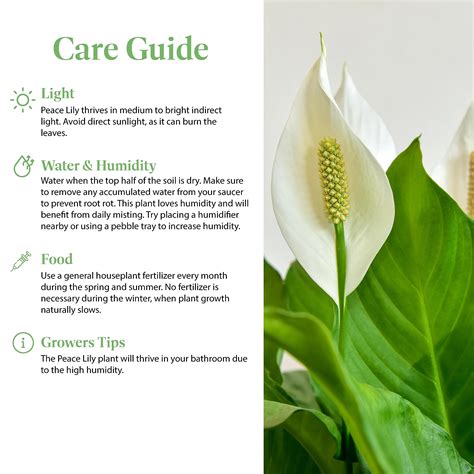 How Care For Peace Lily