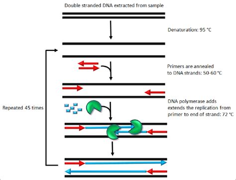 How Much Template Dna For Pcr